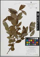 Foto von Salix atrocinerea Brot.